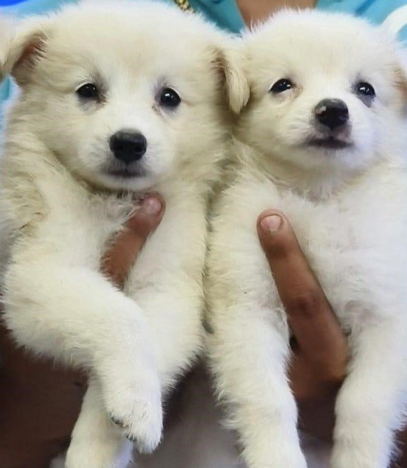 Purchase KCI Registered Pomeranian Puppy from Kolkata